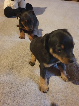 Törpe pincher kis lányok