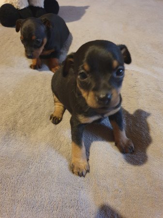 Törpe pincher kis lányok