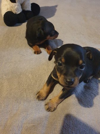 Törpe pincher kis lányok