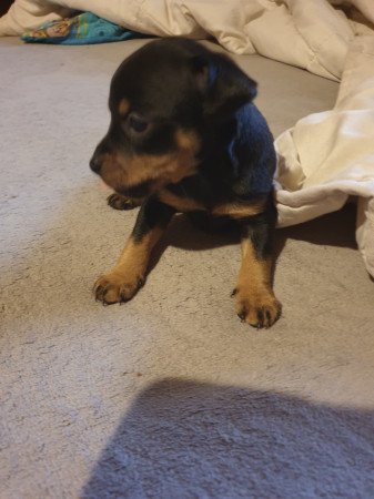 Törpe pincher kis lányok