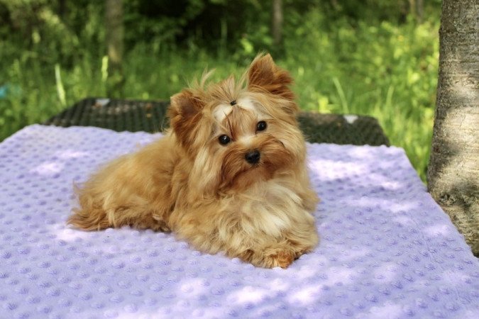 Golddust Yorkshire Terrier