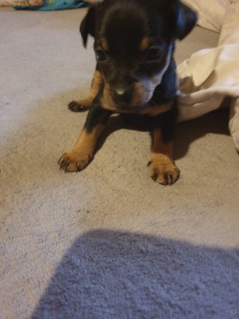 Törpe pincher kis lányok