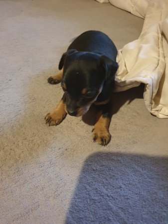 Törpe pincher kis lányok