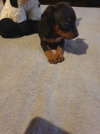 Törpe pincher kis lányok