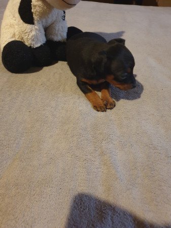 Törpe pincher kis lányok