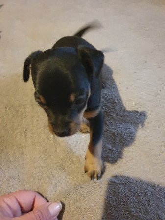 Törpe pincher kis lányok