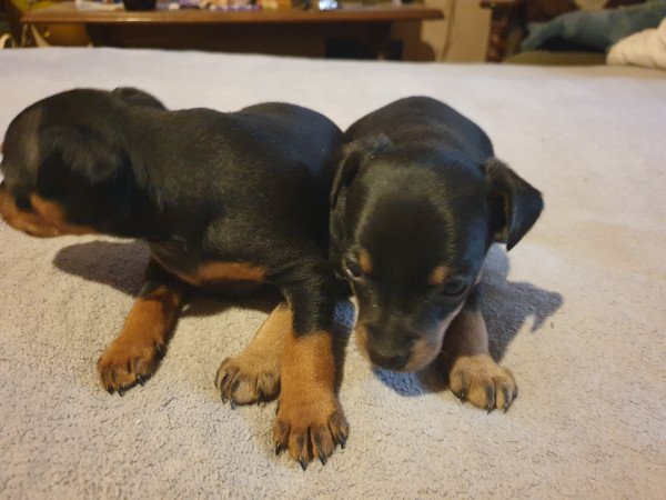 Törpe pincher kis lányok