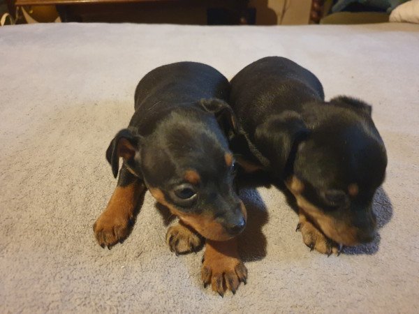 Törpe pincher kis lányok