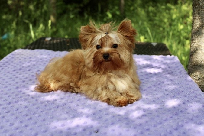 Golddust Yorkshire Terrier