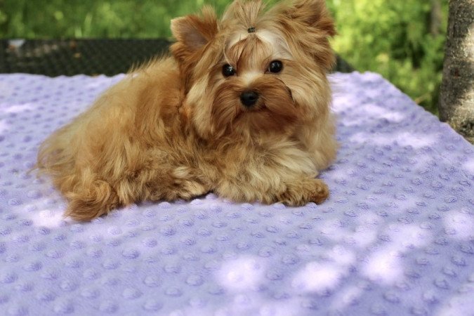 Golddust Yorkshire Terrier