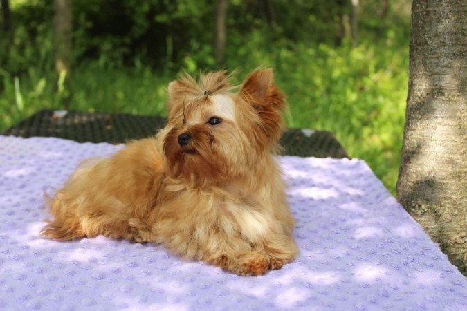 Golddust Yorkshire Terrier