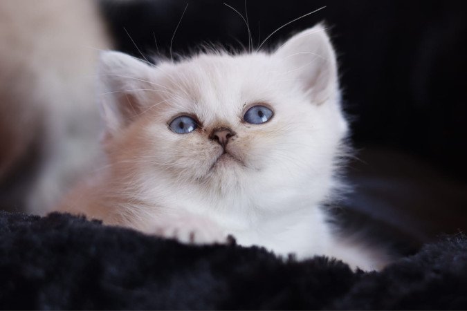 eladó brit rövidszőrű kis cicák törzskönyvezettek