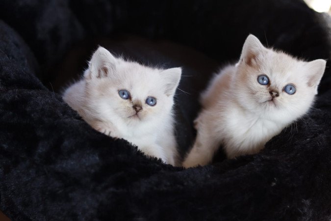 eladó brit rövidszőrű kis cicák törzskönyvezettek