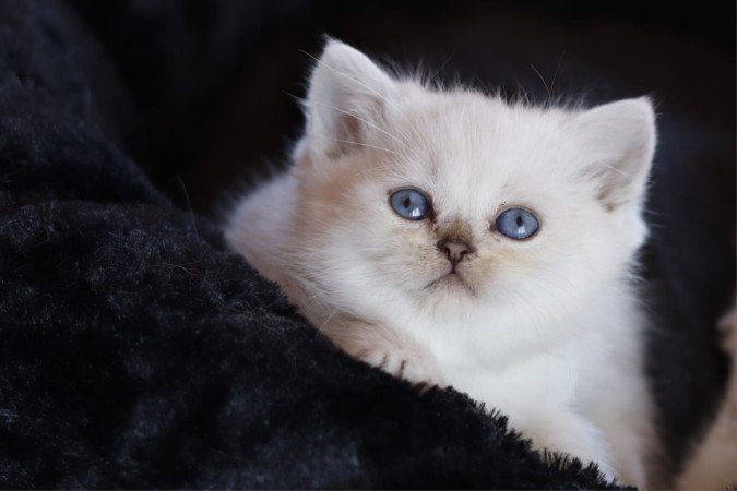 eladó brit rövidszőrű kis cicák törzskönyvezettek