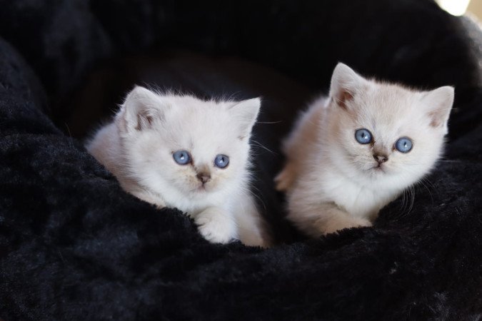 eladó brit rövidszőrű kis cicák törzskönyvezettek