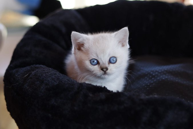 eladó brit rövidszőrű kis cicák törzskönyvezettek