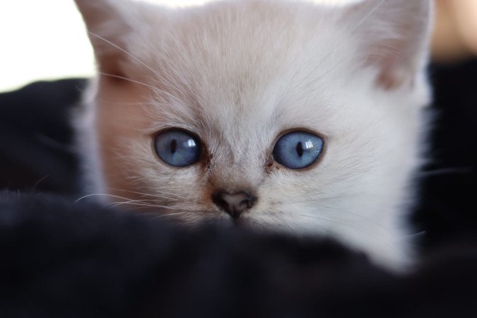 eladó brit rövidszőrű kis cicák törzskönyvezettek