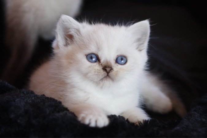 eladó brit rövidszőrű kis cicák törzskönyvezettek