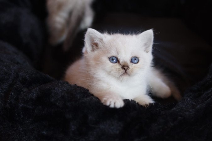 eladó brit rövidszőrű kis cicák törzskönyvezettek