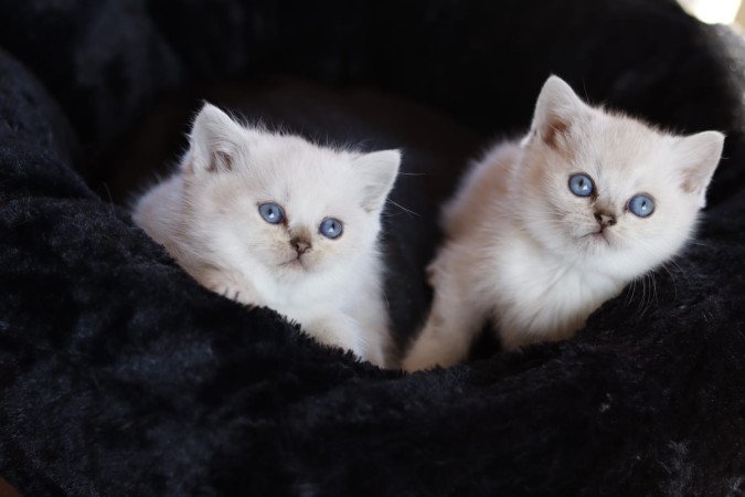 eladó brit rövidszőrű kis cicák törzskönyvezettek