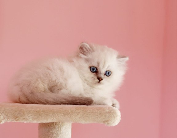 eladó brit hosszúszőrű kis kandúr