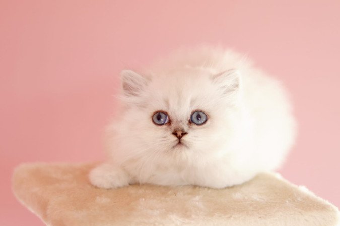 eladó brit hosszúszőrű kis kandúr