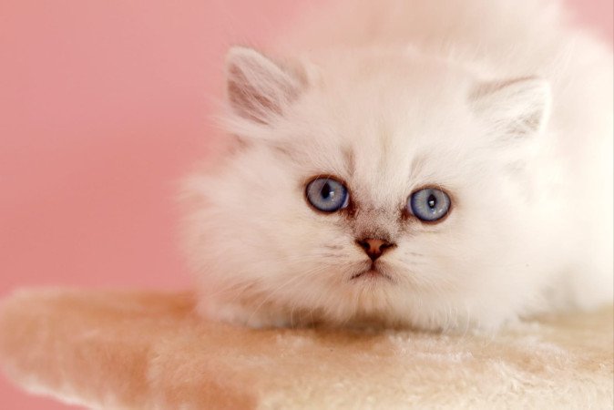 eladó brit hosszúszőrű kis kandúr