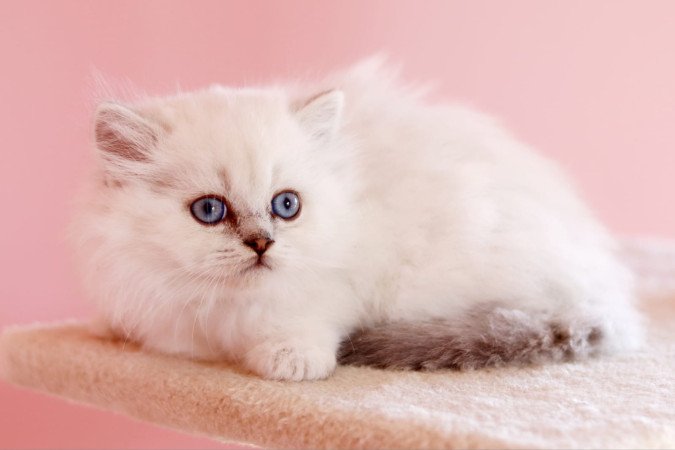 eladó brit hosszúszőrű kis kandúr