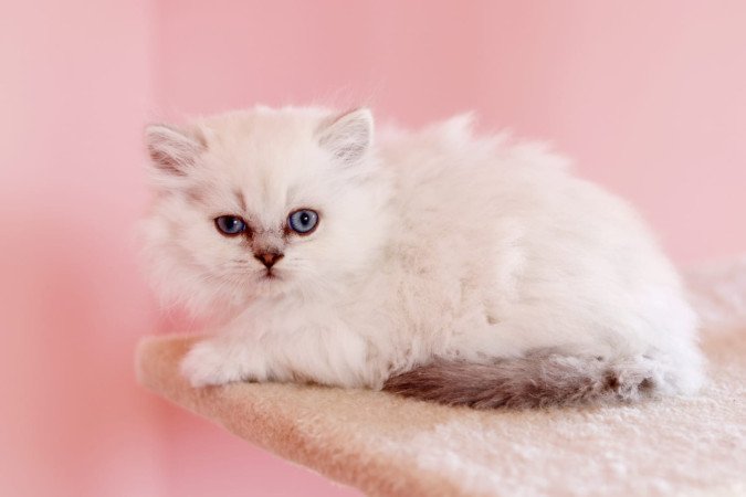 eladó brit hosszúszőrű kis kandúr