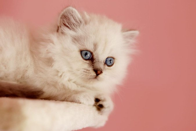 eladó brit hosszúszőrű kis kandúr