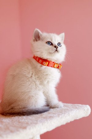 eladó brit rövidszőrű ritka szép törzskönyvezett cica