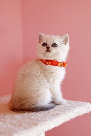 eladó brit rövidszőrű ritka szép törzskönyvezett cica