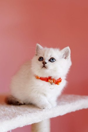 eladó brit rövidszőrű ritka szép törzskönyvezett cica