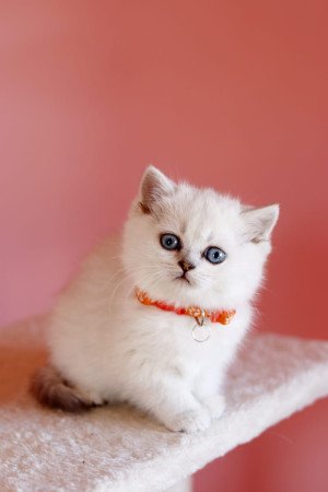 eladó brit rövidszőrű ritka szép törzskönyvezett cica