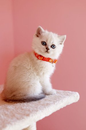 eladó brit rövidszőrű ritka szép törzskönyvezett cica