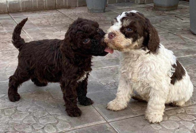 LAGOTTO ROMAGONOLO