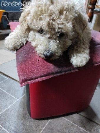 Eladó puli kiskutyák
