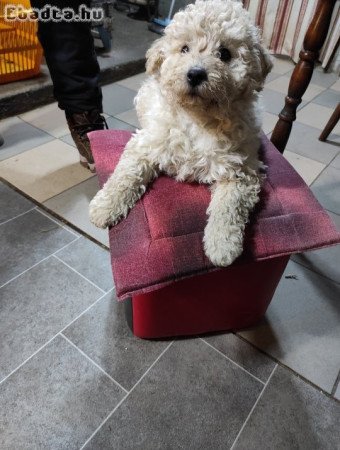 Eladó puli kiskutyák