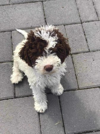 LAGOTTO ROMAGONOLO