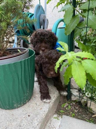 LAGOTTO ROMAGONOLO