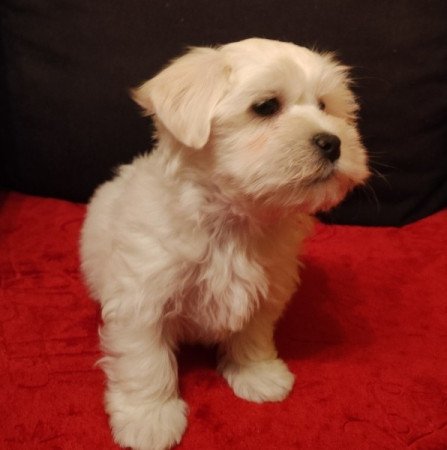 Bichon havanese