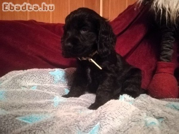 Angol Cocker Spániel kölykök gazdit keresnek