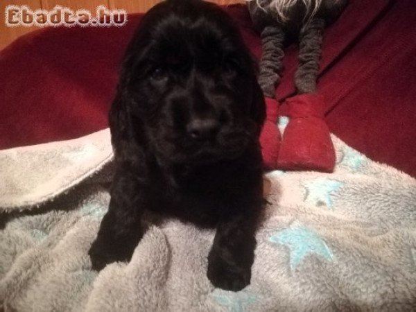 Angol Cocker Spániel kölykök gazdit keresnek