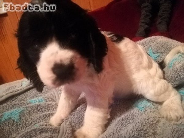Angol Cocker Spániel kölykök gazdit keresnek