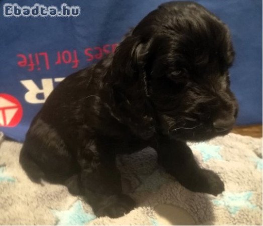 Angol Cocker Spániel kölykök gazdit keresnek