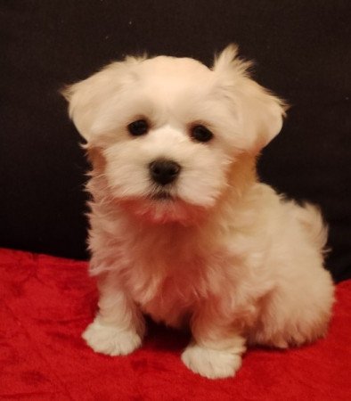 Bichon havanese
