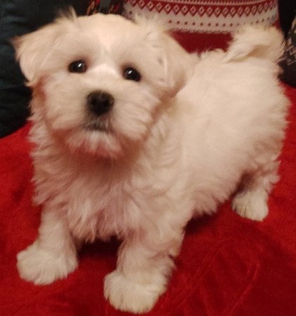 Bichon havanese