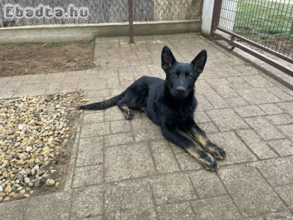 Német juhászkutya