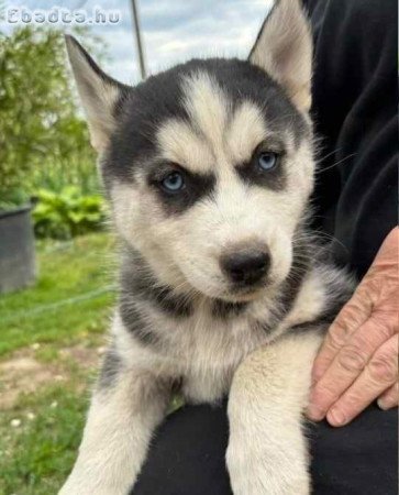 Husky kiskutyák szerető gazdit keresnek