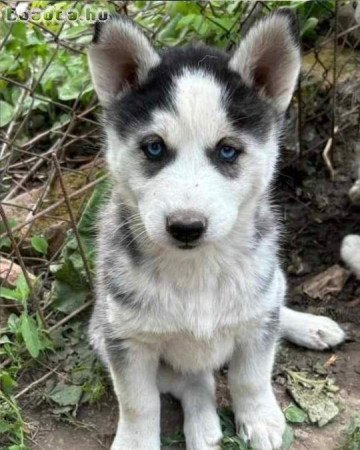 Husky kiskutyák szerető gazdit keresnek